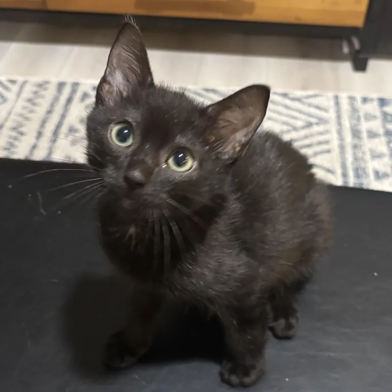 A baby small-sized male Black Domestic Short Hair cat named Oscar for adoption in Renton , WA