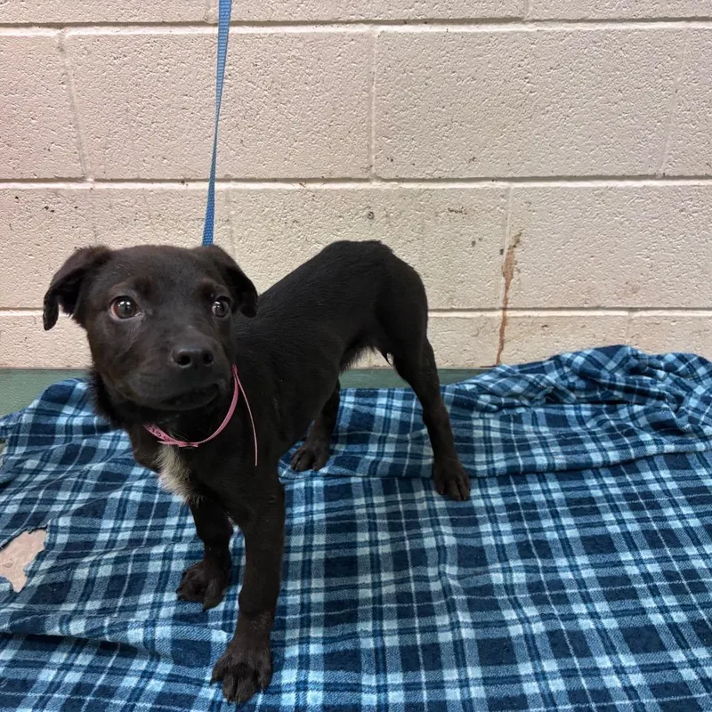 A baby small-sized female Black Mixed Breed dog named Little Mama for adoption in Memphis, TN