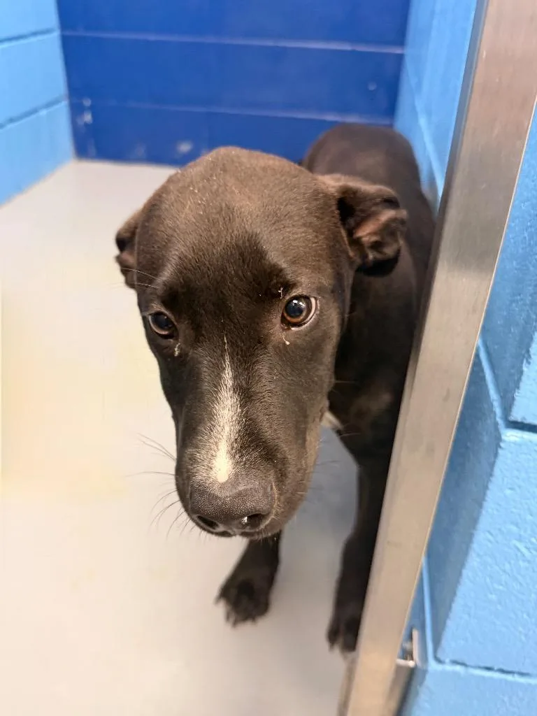 A baby medium-sized male Labrador Retriever dog named Marty for adoption in Hartsville, SC