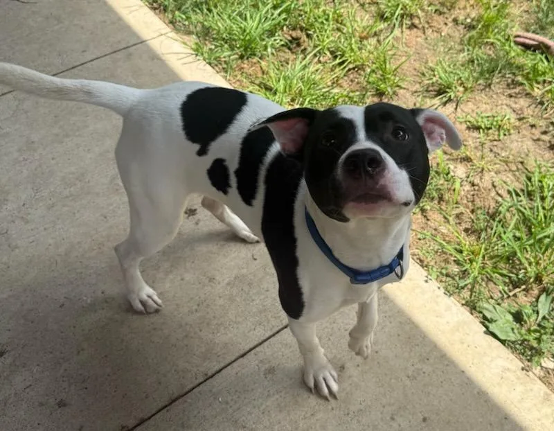 A young medium-sized male White / Cream Pit Bull Terrier dog named Otis for adoption in Tiffin, OH