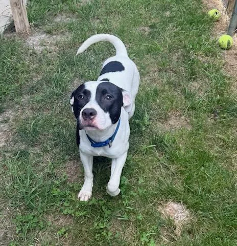 Otis thumbnail 2