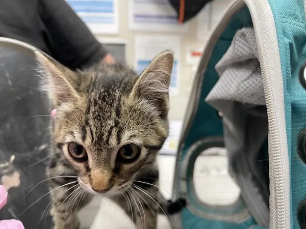 A baby small-sized female Domestic Short Hair cat named Paprika for adoption in El Cajon, CA