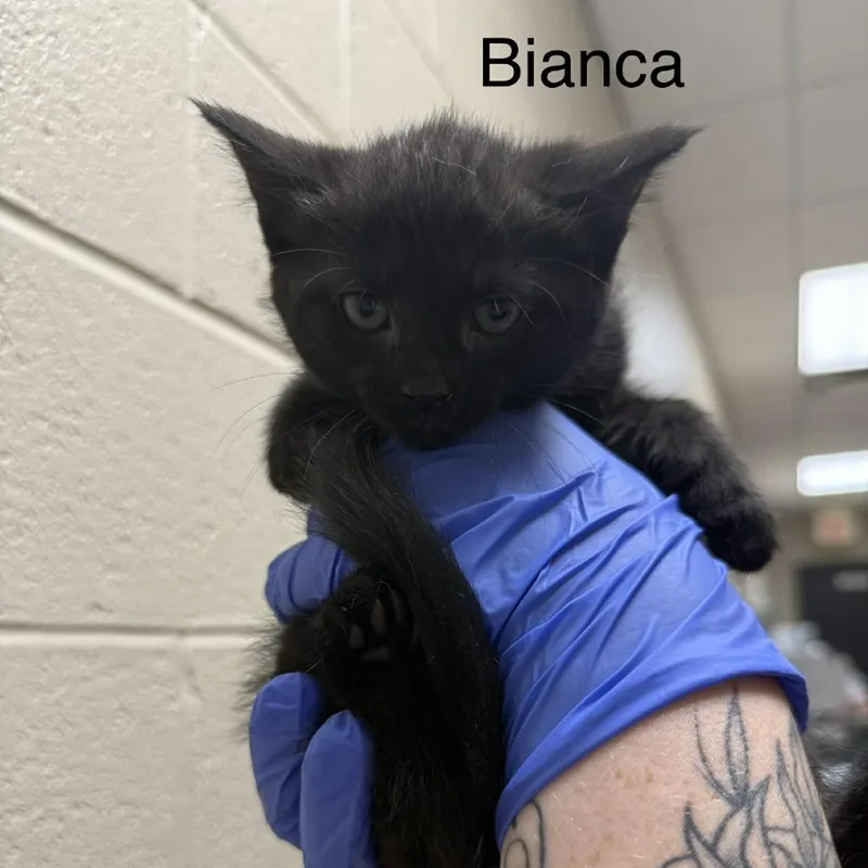 A baby small-sized female Black Domestic Medium Hair cat named Bianca for adoption in Caryville, TN