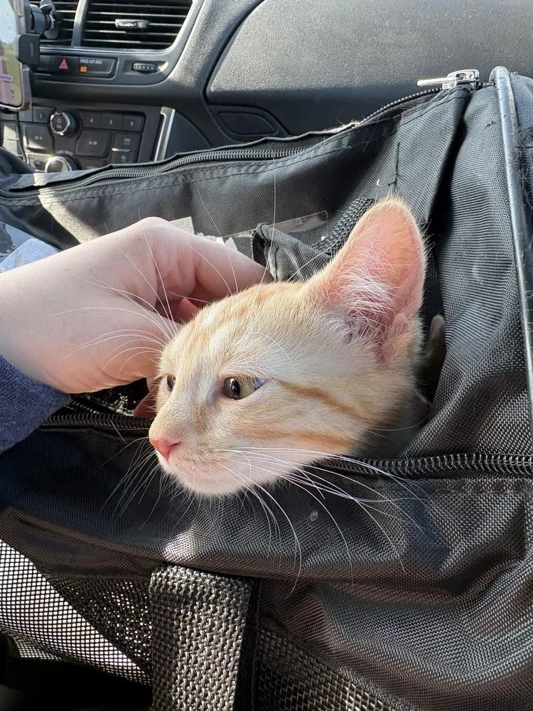 A baby small-sized male Orange & White Domestic Short Hair cat named Butter for adoption in Chicago, IL