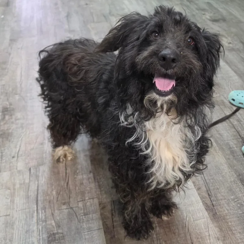 An adult medium-sized female Black Poodle dog named Cali for adoption in Jefferson city, TN