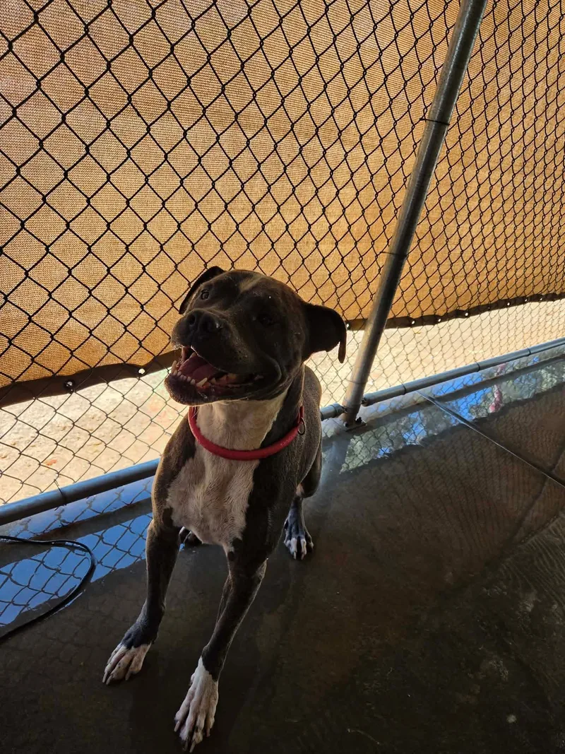 An adult large-sized female Pit Bull Terrier dog named Wiggles for adoption in El Centro, CA