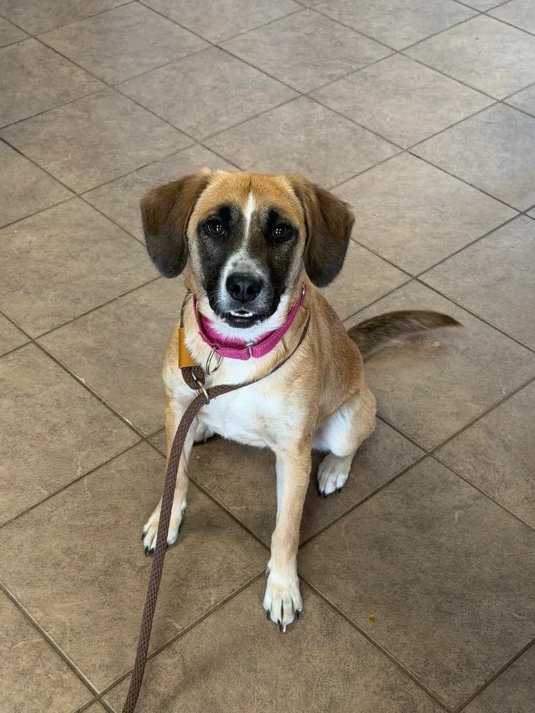 A baby medium-sized female Mixed Breed dog named Rhonda for adoption in Marion, OH
