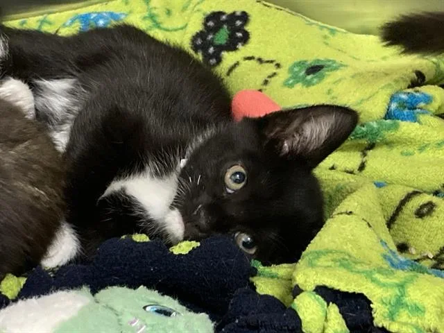 A baby small-sized female Domestic Short Hair cat named Sierra for adoption in Tustin, CA