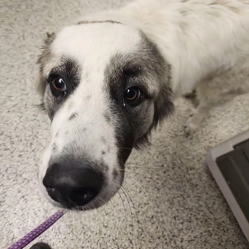 A young large-sized female Great Pyrenees dog named Found for adoption in Liberty, MO