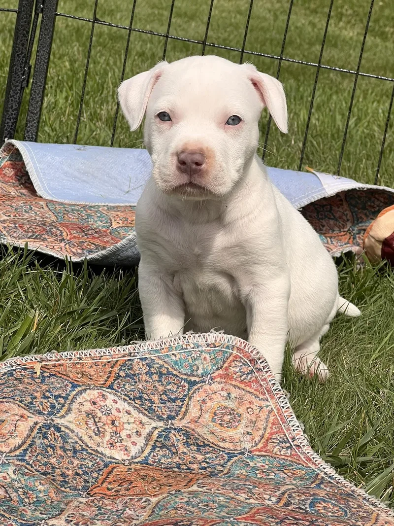 A baby medium-sized male White / Cream Mixed Breed dog named Farris for adoption in Clinton, WI