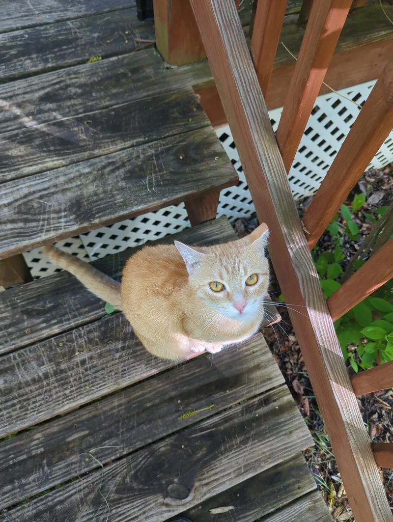 An adult medium-sized female Orange / Red Domestic Short Hair cat named Biscuit for adoption in Philadelphia, PA