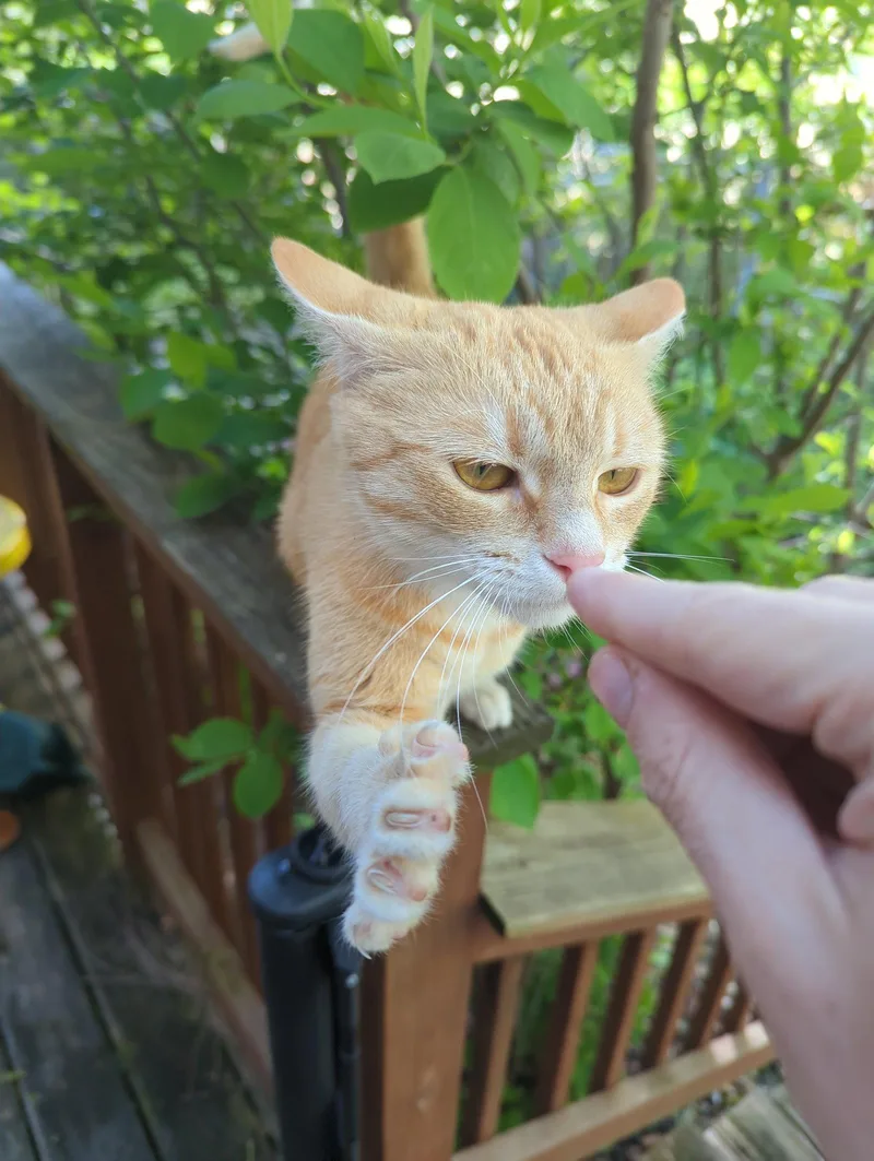 Biscuit thumbnail 3