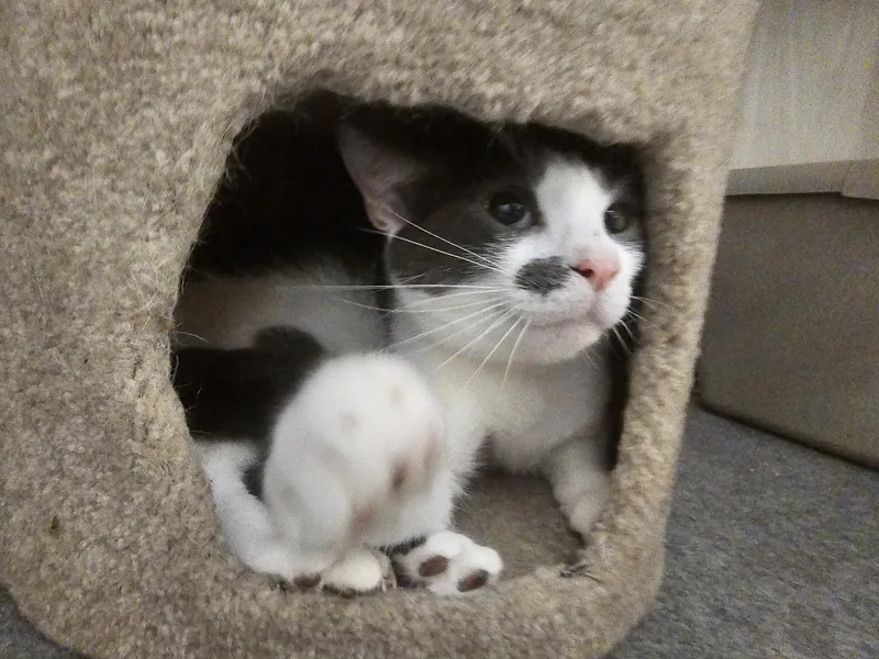A young medium-sized male Gray & White Domestic Short Hair cat named Meeko for adoption in Richmond, VA