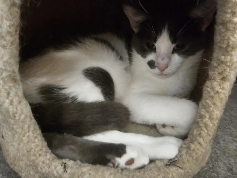 Meeko thumbnail 2