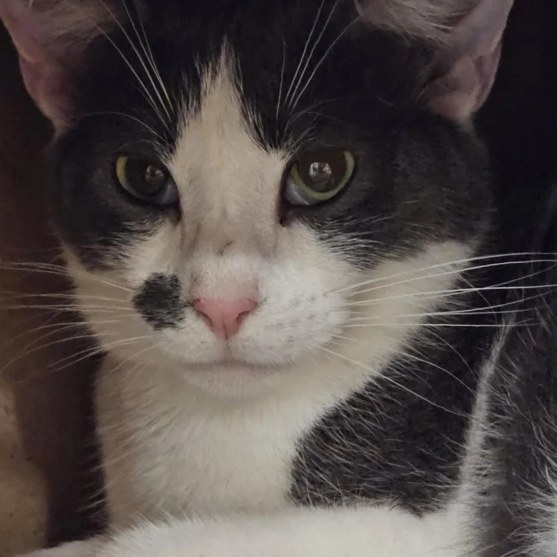 Meeko thumbnail 3