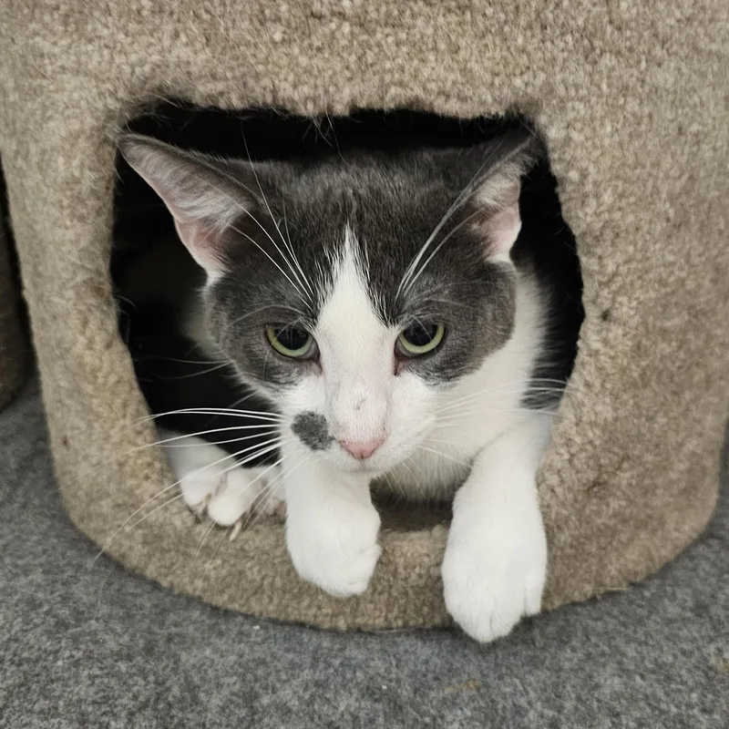 Meeko thumbnail 4