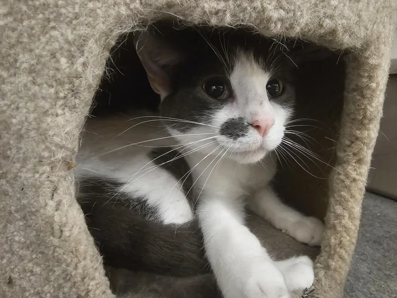 Meeko thumbnail 5