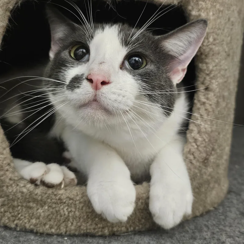 Meeko thumbnail 6