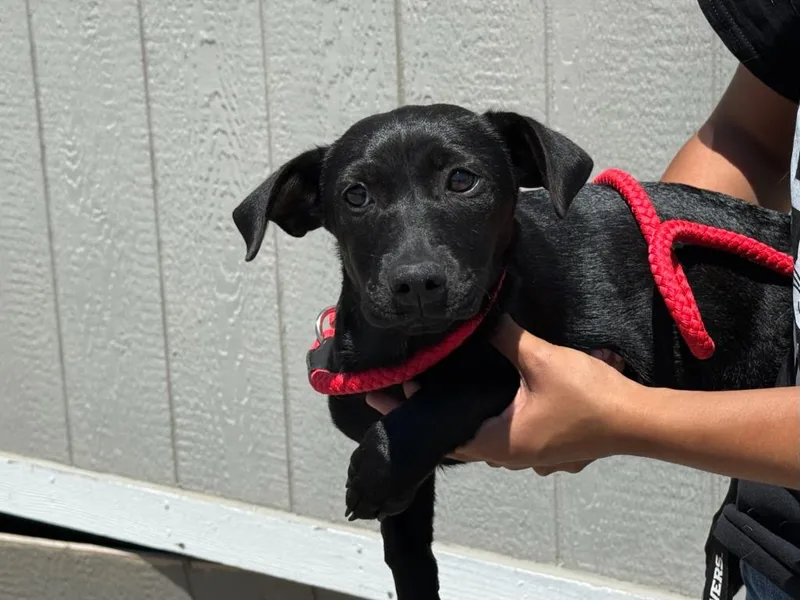 A baby medium-sized female Terrier dog named Olive for adoption in Vacaville, CA