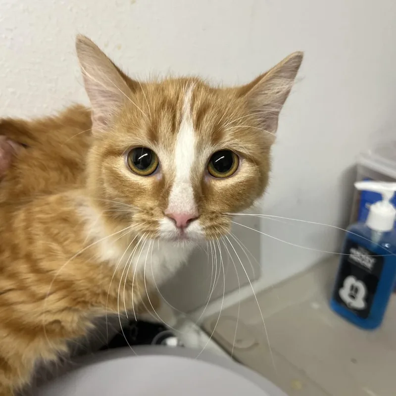 An adult medium-sized female Orange / Red Domestic Short Hair cat named Elusive for adoption in St. Louis, MO