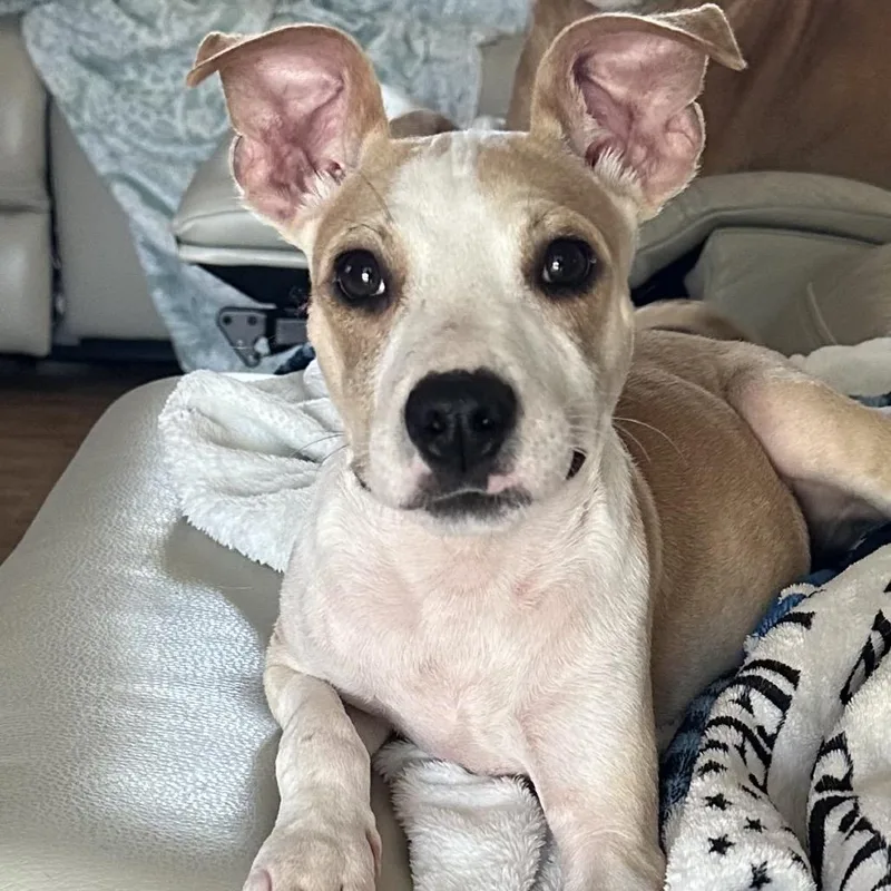 A baby small-sized male White / Cream Mixed Breed dog named Butters for adoption in Hobe Sound, FL