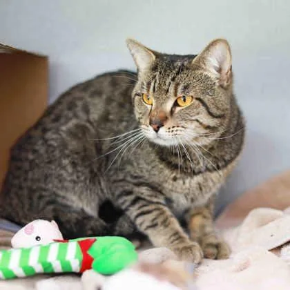 An adult small-sized male Brown / Chocolate Domestic Short Hair cat named Spider for adoption in Atlanta, GA