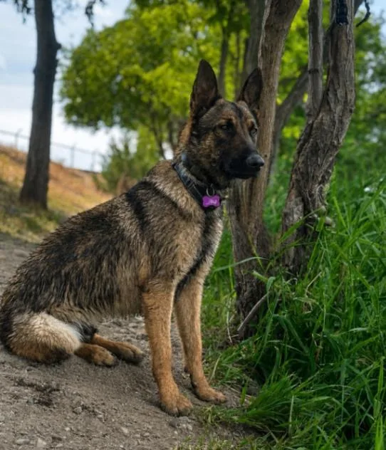 An adult large-sized male Black Belgian Shepherd / Malinois dog named Yeti for adoption