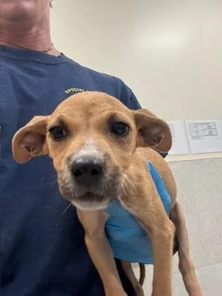 A baby small-sized female Terrier dog named Monica for adoption in Honolulu, HI