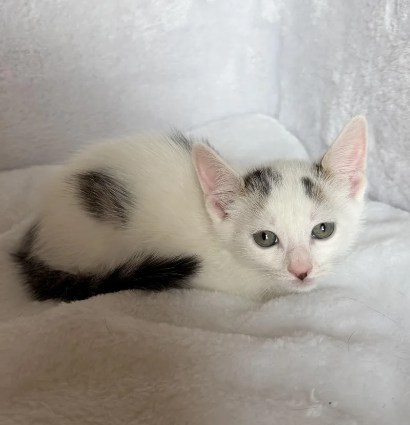 A baby medium-sized male Tabby (Brown / Chocolate) Tabby cat named Holland for adoption in Wayne, NJ