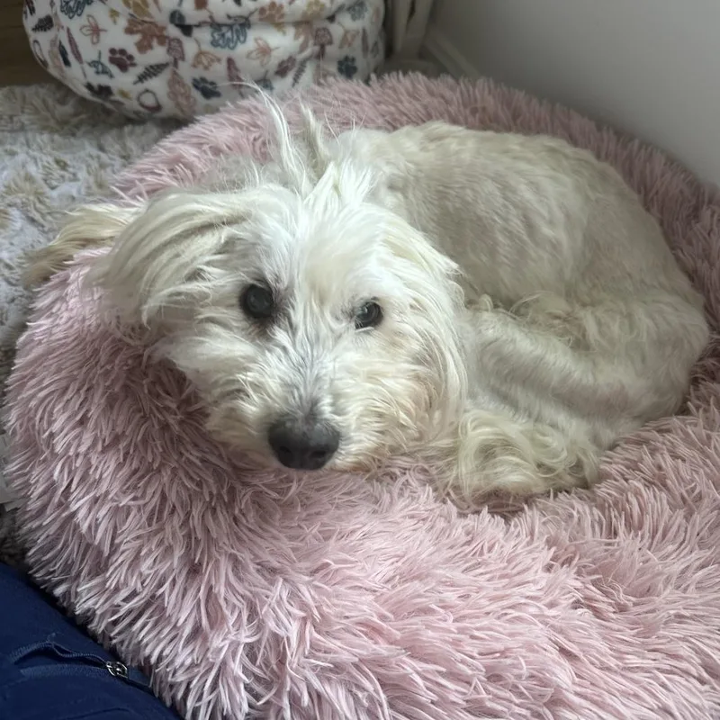A senior small-sized female White / Cream Miniature Poodle dog named Coral for adoption in Avon, OH