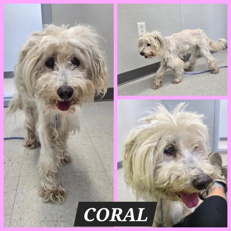 Coral thumbnail 2