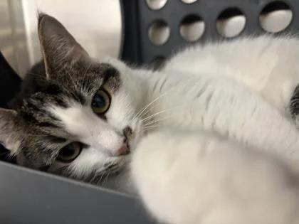 An adult large-sized female Domestic Short Hair cat named Gretta for adoption in Lafayette, IN