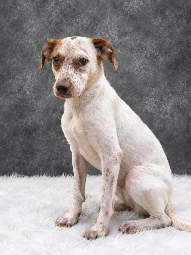 An adult medium-sized female Mixed Breed dog named London for adoption in Ocala, FL