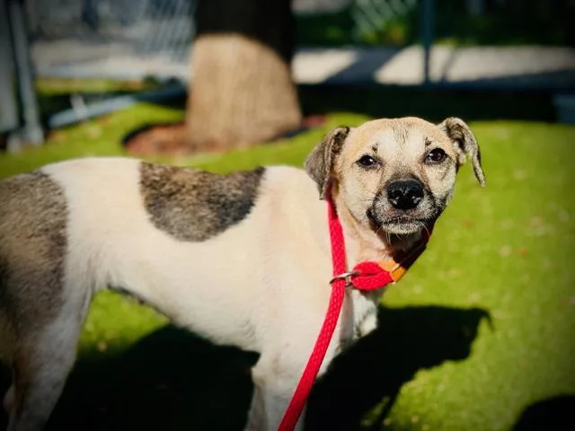 A young small-sized female Parson Russell Terrier dog named Osa for adoption in Orlando, FL