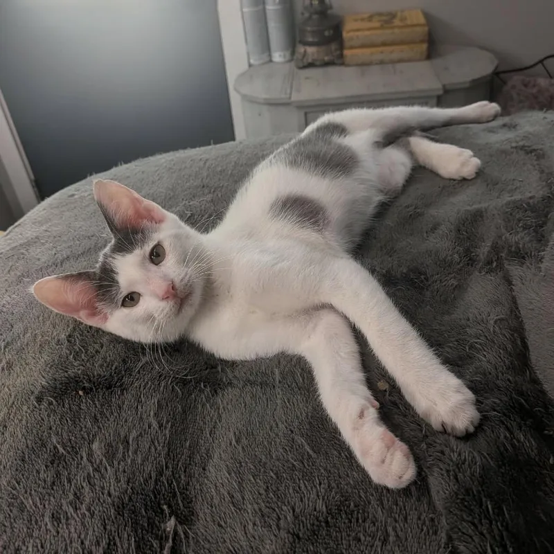 A baby small-sized male Gray / Blue / Silver Domestic Short Hair cat named Refurb for adoption in Port Richey, FL