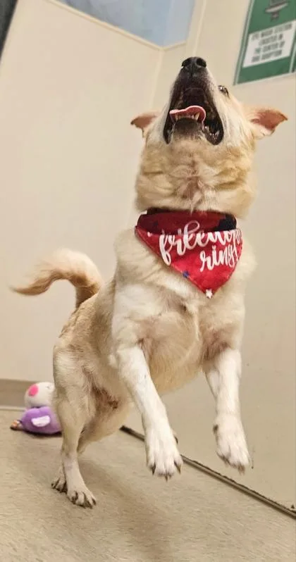 An adult medium-sized male White / Cream Pomeranian dog named Snow for adoption in Hamilton, OH