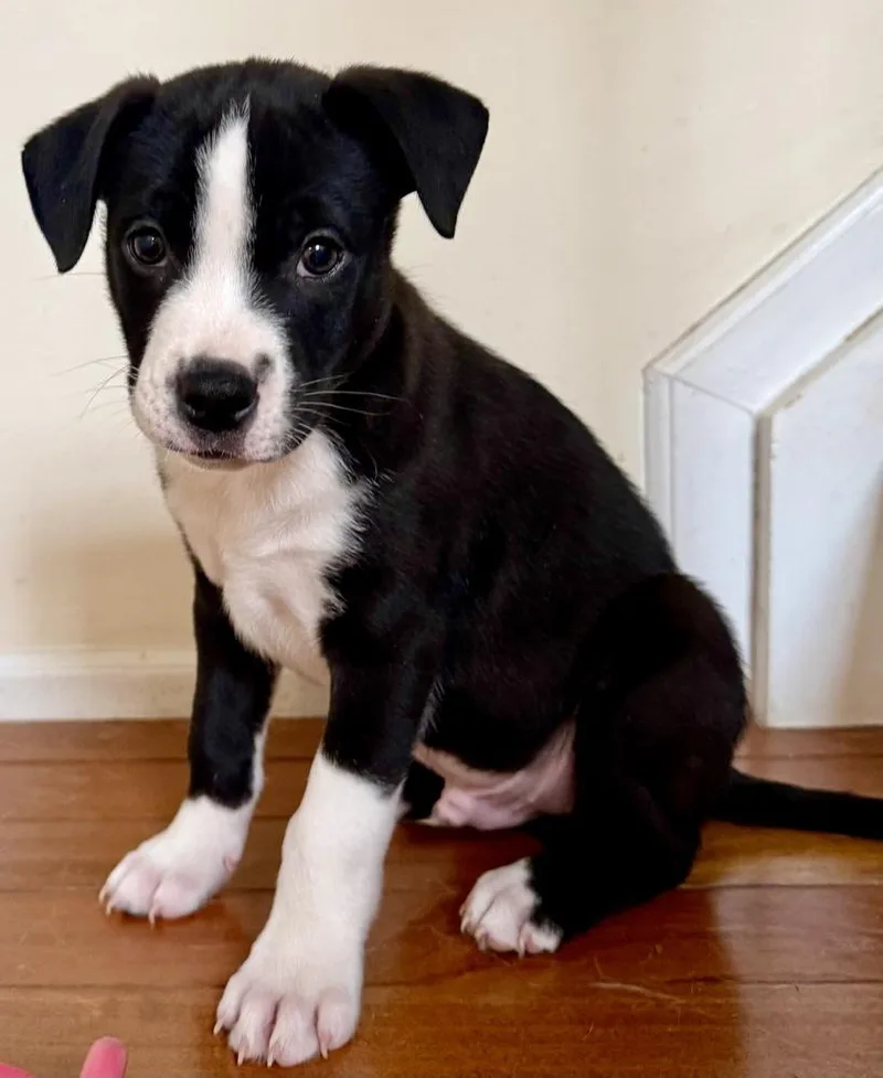 A baby large-sized male Tricolor (Brown, Black, & White) Labrador Retriever dog named Oslo for adoption in Greenlawn, NY