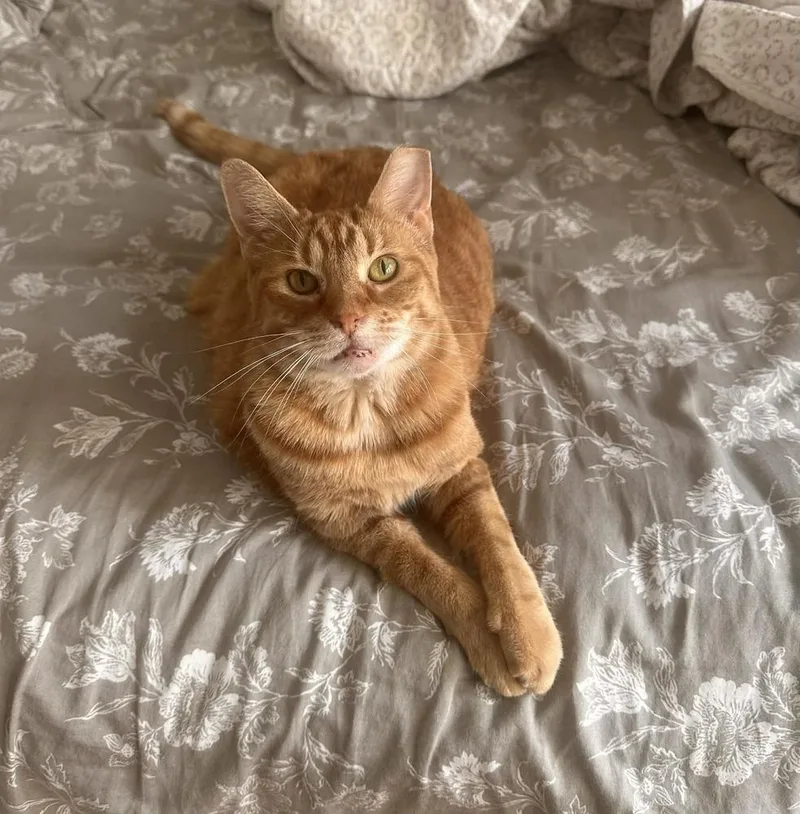 A young large-sized male Orange & White Domestic Short Hair cat named Bowie for adoption in Chicago, IL