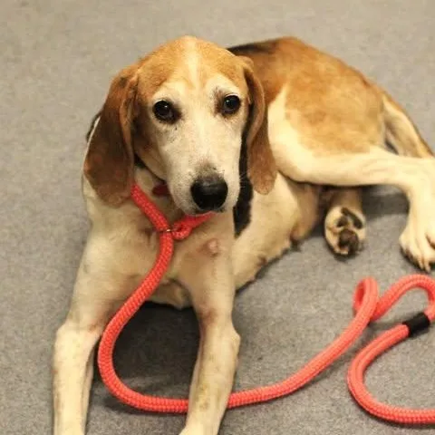 A senior medium-sized female Tricolor (Brown, Black, & White) Hound dog named 26-01384 for adoption in Fredericksburg, VA