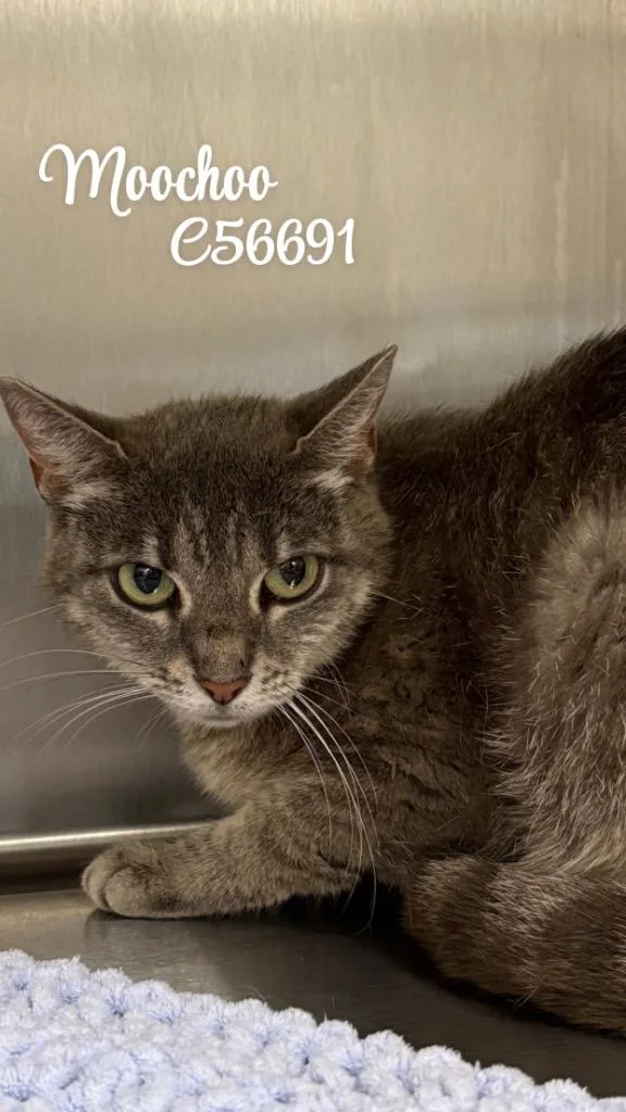 A young medium-sized female Domestic Short Hair cat named Moochoo for adoption in Clarksville, TN