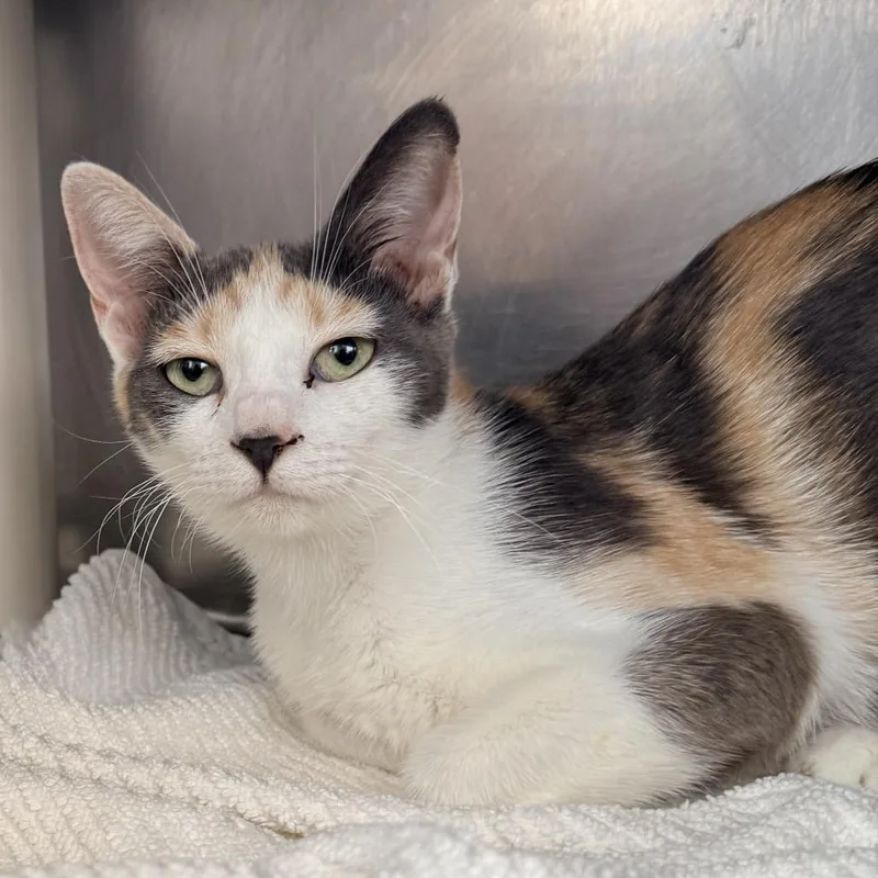A baby medium-sized female Calico Domestic Short Hair cat named Giselle for adoption in Palm Springs, CA