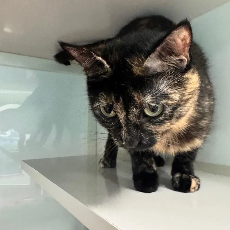 A young medium-sized female Tortoiseshell Domestic Short Hair cat named Oreo for adoption in Wheeling, IL