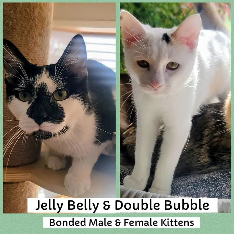 Jelly Belly And Dubble