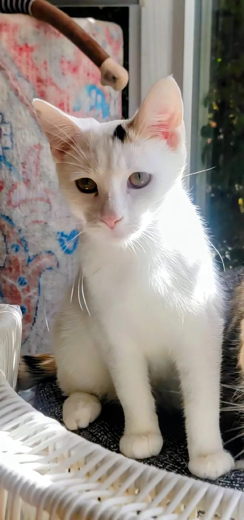 Jelly Belly And Dubble thumbnail 2