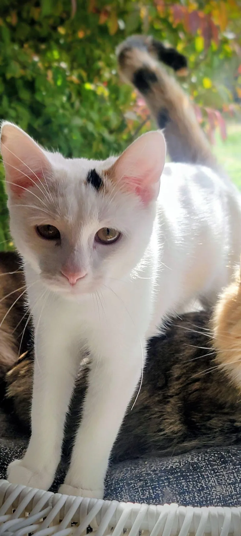 Jelly Belly And Dubble thumbnail 4