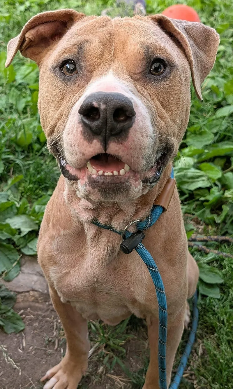 An adult medium-sized male Yellow / Tan / Blond / Fawn Pit Bull Terrier dog named Wrinkles for adoption in Chicago, IL