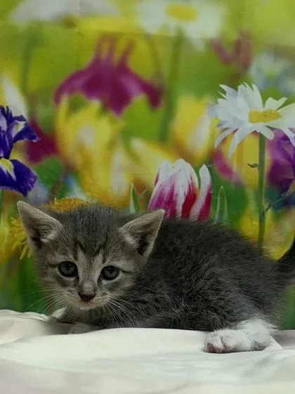 A baby small-sized female Domestic Short Hair cat named Jezebel for adoption in San Antonio, TX