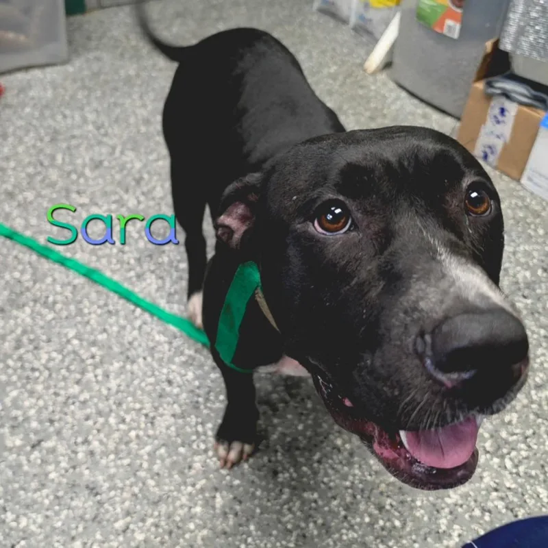 Sara