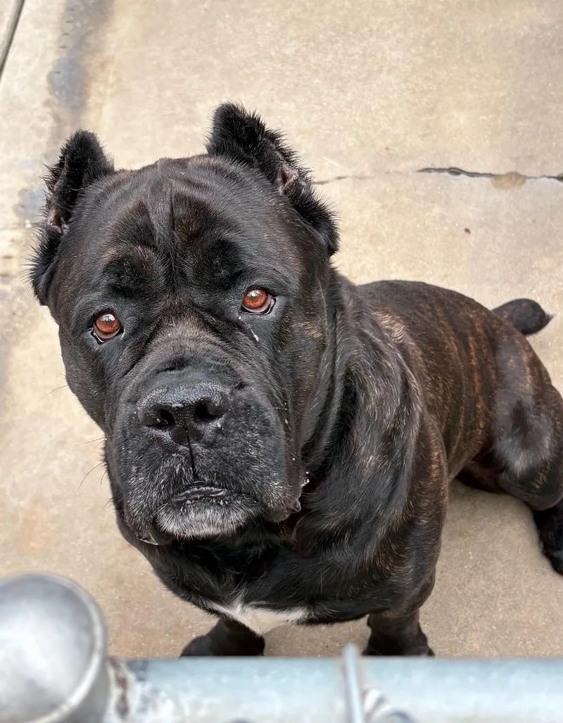 An adult extra large-sized male Cane Corso dog named Smoke for adoption in Teterboro, NJ