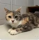 An adult medium-sized female Domestic Short Hair cat named Ophelia for adoption in Savannah, GA
